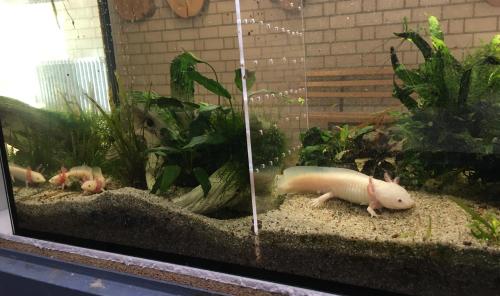 Unsere Axolotl