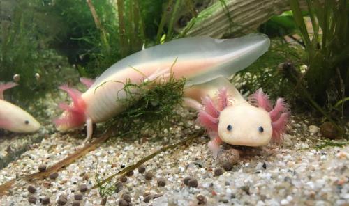 Unsere Axolotl