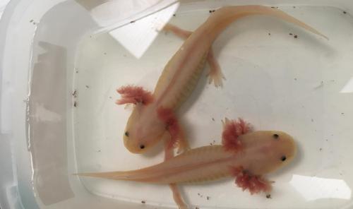 Unsere Axolotl