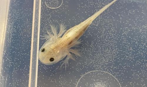 Unsere Axolotl