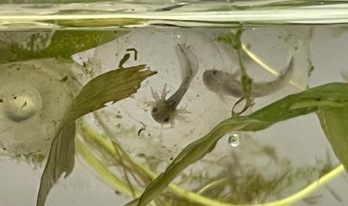 Unsere Axolotl