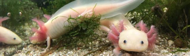 Axolotl 2