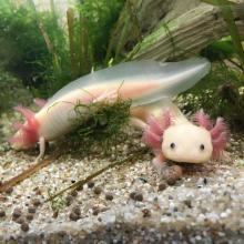 Axolotl 2